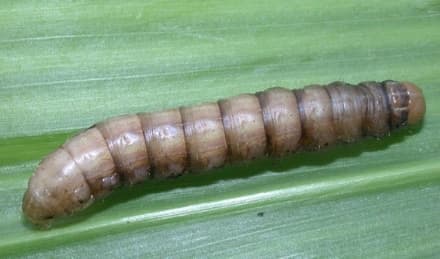 CANAVESE - Insetto killer devasta i campi agricoli: è la «Mythimna unipuncta»