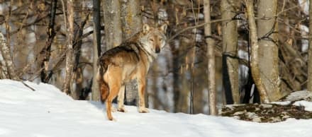 VALLE ORCO - I lupi attaccano un altro gregge in montagna: quindici pecore e tre capre sbranate