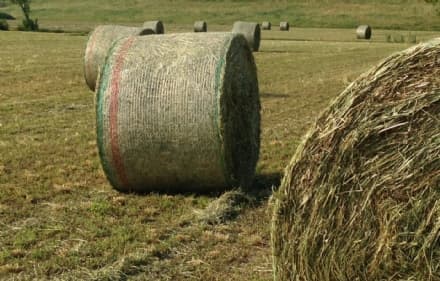 LEINI - Spazi gratuiti per la fienagione riservati agli agricoltori