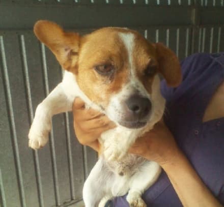 MAZZE' - Cucciolo smarrito in frazione Casale