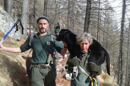 CERESOLE REALE - Così la guardaparco del Gran Paradiso ha salvato il cane Dana - FOTO