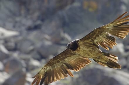 PARCO GRAN PARADISO - Dalla natura un regalo di Natale: il ritorno del gipeto nell'area protetta del Parco