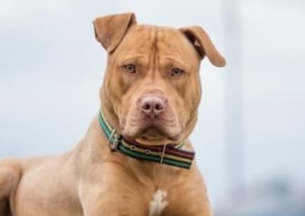 IVREA - Pitbull sfugge al controllo della proprietaria e aggredisce un altro cane: due persone ferite