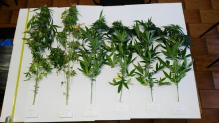 VICO CANAVESE - Serra di marijuana nelle scatole della pizza: denunciato un uomo di Rueglio - FOTO