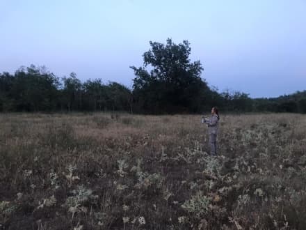 STRAMBINELLO - Che fine ha fatto lo sciacallo dorato avvistato a marzo dello scorso anno?