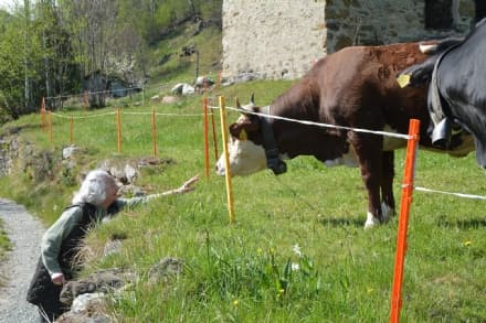 TRAVERSELLA - I nonni della casa di riposo trovano sorrisi in gita