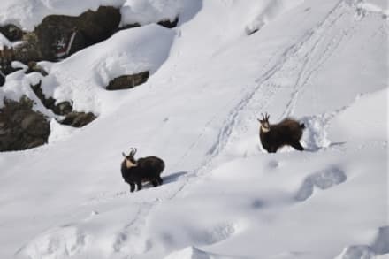 GRAN PARADISO - Il Parco nazionale del Gran Paradiso compie 99 anni e prepara la grande festa per il centenario