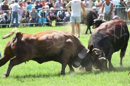 FAVRIA - Torna la Fiera di Sant'Isidoro: tra tradizione e agricoltura