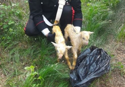 VAUDA CANAVESE - Due capretti chiusi in un sacco e lanciati nella scarpata