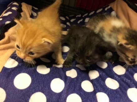 PAVONE - Abbandonano la gatta e i suoi tre micini in uno scatolone, salvati da un passante - FOTO