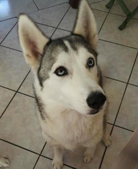 RIVAROLO-RIVAROSSA - Smarrita Maya nella zona di Argentera