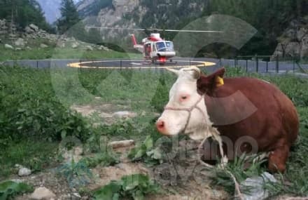 NOASCA - Mucca ferita resta bloccata in quota: salvata dall'intervento dei vigili del fuoco - FOTO