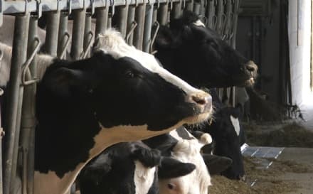 CANAVESE - ABBATTUTE 450 MUCCHE MALATE DI TUBERCOLOSI