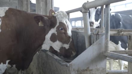 COVID - L'emergenza è costata alle stalle italiane 1,7 miliardi di euro