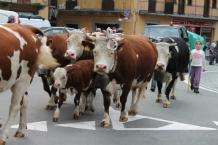 SETTIMO VITTONE - La transumanza diventa una grande festa popolare