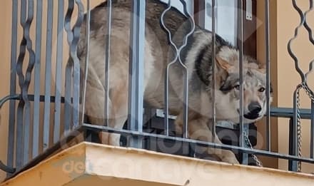 FRONT CANAVESE - Il lupo cecoslovacco salvato a Natale perchè legato sul balcone di casa dovrà tornare ai proprietari