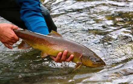 CERESOLE REALE - Gli esperti a confronto per salvare la trota