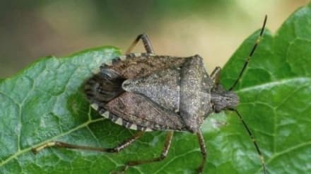 CANAVESE - Cimice asiatica: 5,5 milioni di euro per gli indennizzi alle aziende agricole