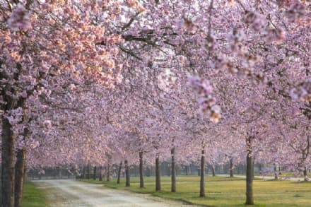 NATURA – Alla Reggia di Venaria arriva la primavera