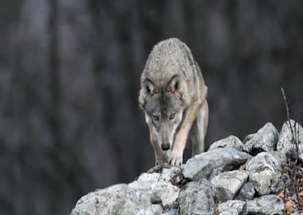 CANAVESE - Attacchi dei lupi, l'Uncem scrive ai ministri Costa e Bellanova: «Servono soluzioni»