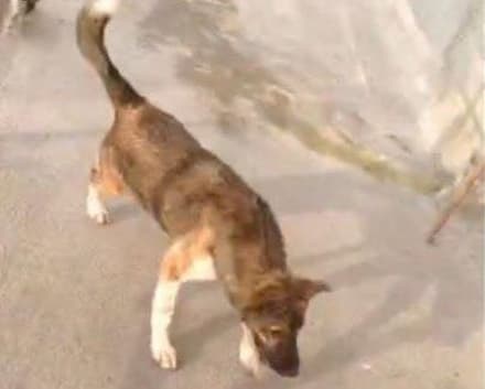 RIVAROLO - Cane investito da un'auto: l'automobilista non si ferma