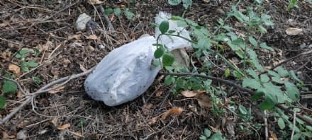 PONT CANAVESE - Un cane morto chiuso in un sacchetto e lanciato a bordo strada: orrore e disgusto in paese