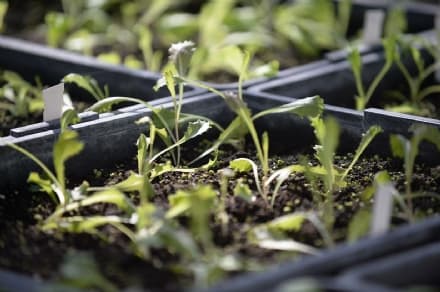 EVENTI - ColtivaTo, il Festival Internazionale dell’Agricoltura