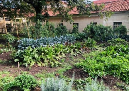CUORGNE' - Uno spazio restituito alla collettività: l'orto giardino sociale ha dato i suoi frutti - FOTO