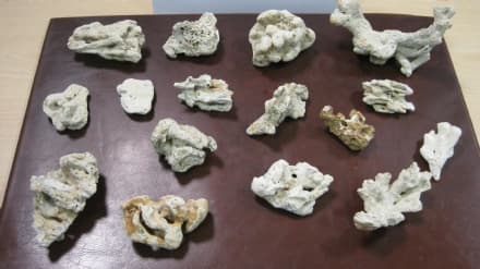 CASELLE - Coralli dal Messico in valigia: turista rischia super multa