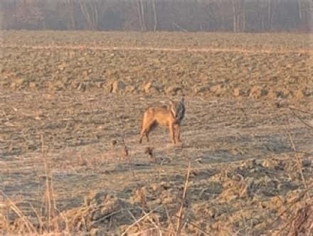 CANDIA CANAVESE - Avvistato un lupo nelle vicinanze del lago. Il sindaco: «Benvenuto»