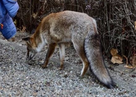 IVREA - E' morta la volpe che era stata «adottata» da un condominio