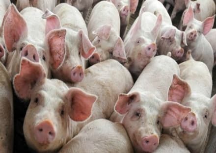 VALPERGA - Maiali puzzolenti: lavori in corso all'allevamento