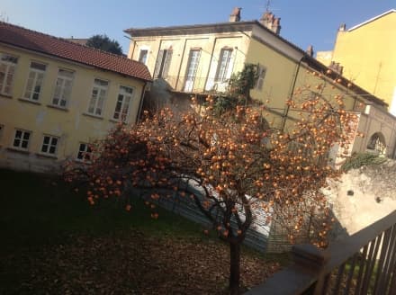 CUORGNE' - Il sindaco Pezzetto raccoglie i cachi per i poveri