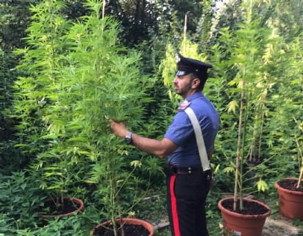 LOMBARDORE - Undici piante di marijuana coltivate in un terreno agricolo: due giovani fratelli arrestati