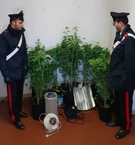 VALPERGA - Trasforma una stanza di casa in una serra per coltivare cannabis: 20enne denunciato dai carabinieri