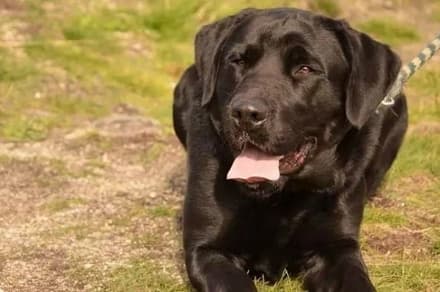 CASTELNUOVO NIGRA - Spara e uccide un cane: cacciatore condannato in tribunale