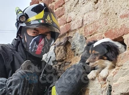 CASTELNUOVO NIGRA - I vigili del fuoco di Rivarolo salvano un cagnolino incastrato in un muro - FOTO