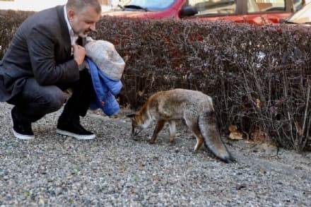 IVREA - La volpe si sente male e viene adottata dal quartiere