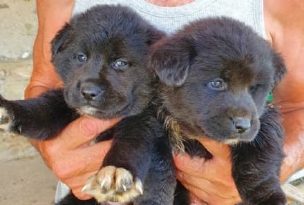 BARBANIA - Cuccioli di cane buttati in un canale a Nole per farli annegare: salvi per miracolo