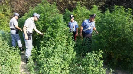 BORGARO - Il parco pubblico Chico Mendes trasformato in una piantagione di marijuana - FOTO e VIDEO