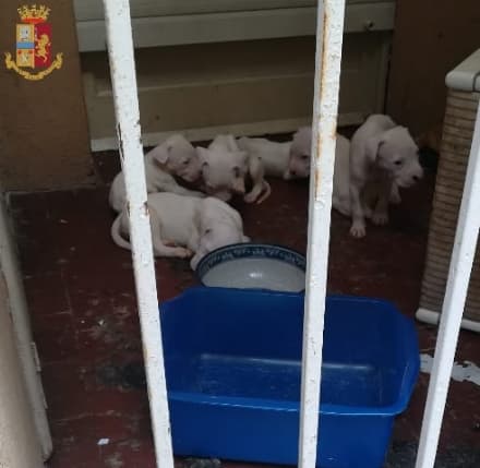 BANCHETTE - Cani abbandonati in casa senza cibo salvati dagli agenti di polizia e dai vigili del fuoco