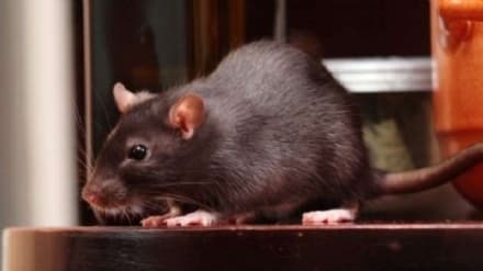 BORGARO - Topi all'asilo: chiusura della scuola per due giorni