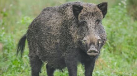 CANAVESE - Al Banco Alimentare del Piemonte la carne dei cinghiali abbattuti dalla Città metropolitana