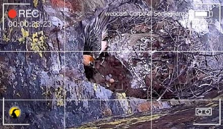 PARCO GRAN PARADISO - Sono nati (in diretta tv) Neige e Pequioù - VIDEO