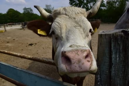 BARBANIA - E' morta la mucca Agostina: salvata da un maltrattamento si credeva un cavallo