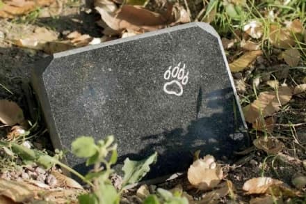 PALAZZO CANAVESE - Apre il cimitero canino per commemorare il proprio amico a quattro zampe