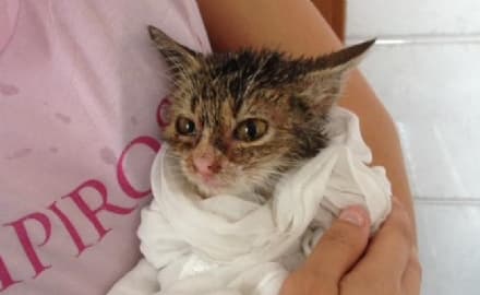 CICONIO - Gattina finisce in una cisterna di olio: salva per miracolo