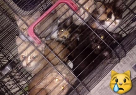 VALPERGA - Donna muore, quaranta gatti restano senza padrone