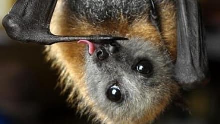 RIVAROLO - Niente casette per i pipistrelli anti zanzare