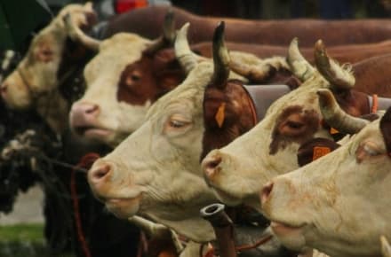 CASTELLAMONTE - La mucca si spazientisce: due bimbi in ospedale